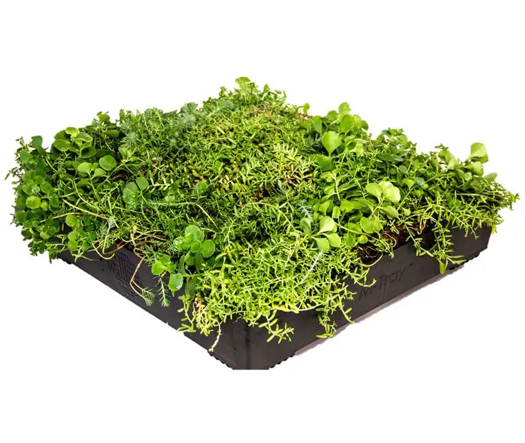 Wallbarn M-Tray® Sedum Green Roof Module (500 × 500 × 100 Mm) 1